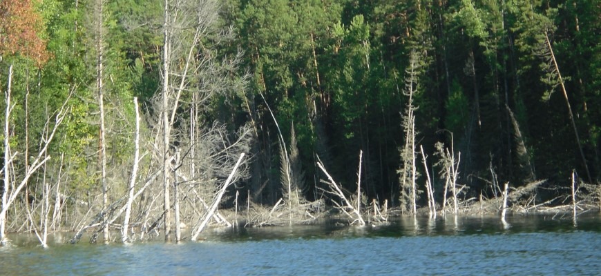 коряжник богучанского водохранилища