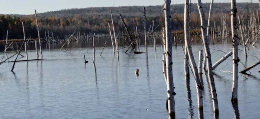 затопленный лес богучанского водохранилища